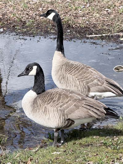 Geese in Lacey