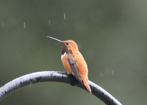 Rufous, Backyard, April 2021