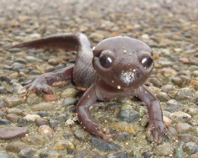 Salamander in Ganders front yard